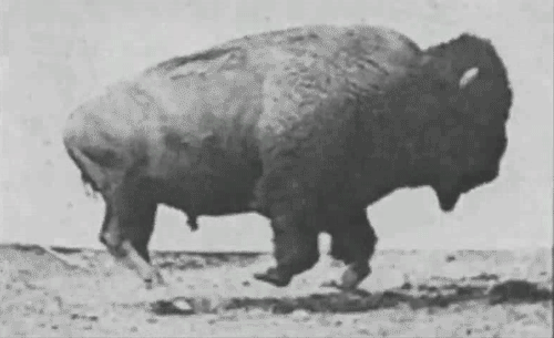 Bison 2